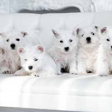 Istockphoto 1205795054 170667A Istockphoto 1205795054 170667A