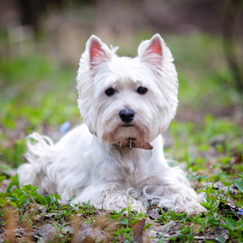 West-highland-white-terrier.dk - Lær den her