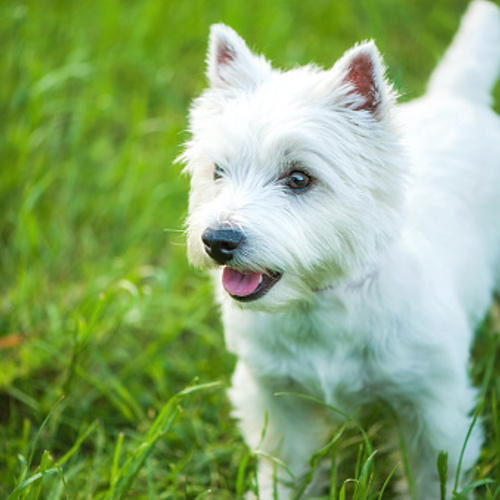 West-highland-white-terrier.dk - Lær den her