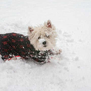 Istockphoto 1405664152 170667A